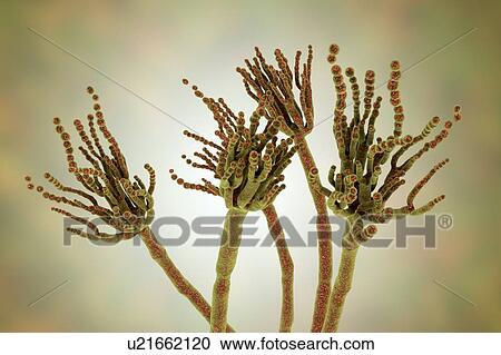 Stock Image - Penicillium roqueforti fungus, illustration. Fotosearch