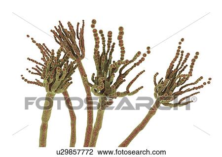 Stock Image - Penicillium roqueforti fungus, illustration. Fotosearch