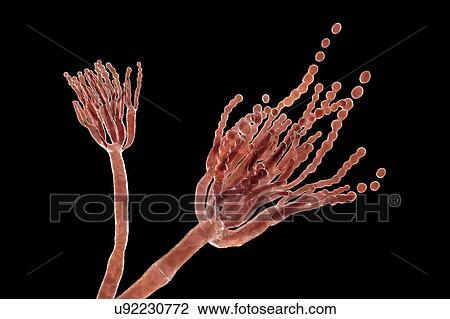 Penicillium roqueforti fungus, illustration View Large Photo Image Stock Image - Penicillium roqueforti fungus, illustration. Fotosearch