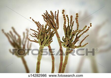Stock Photograph - Penicillium roqueforti fungus, illustration. Fotosearch