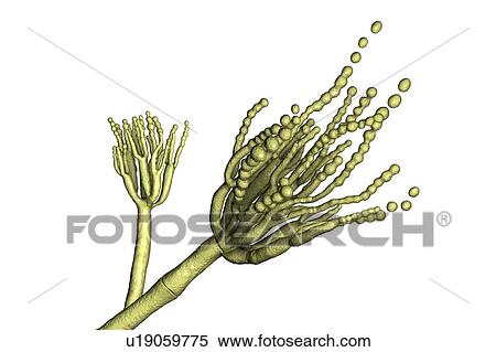 Stock Photography - Penicillium roqueforti fungus, illustration. Fotosearch