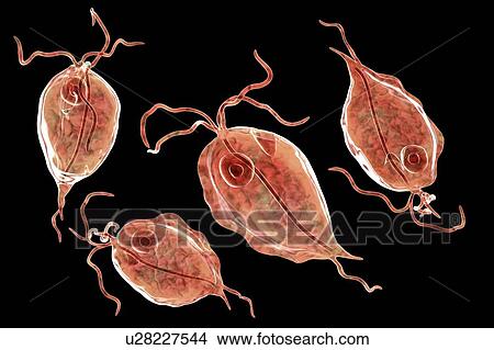 Pentatrichomonas intestinal parasite, illustration View Large Photo Image Picture - Pentatrichomonas intestinal parasite, illustration. Fotosearch