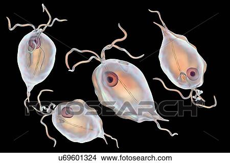 Picture - Pentatrichomonas intestinal parasite, illustration. Fotosearch