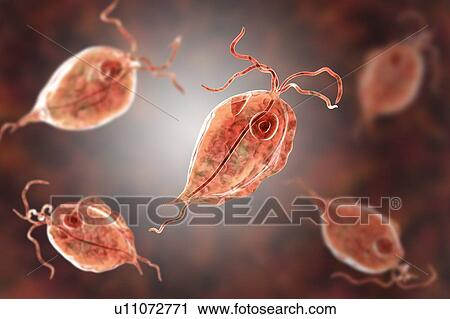 Stock Image - Pentatrichomonas intestinal parasite, illustration. Fotosearch