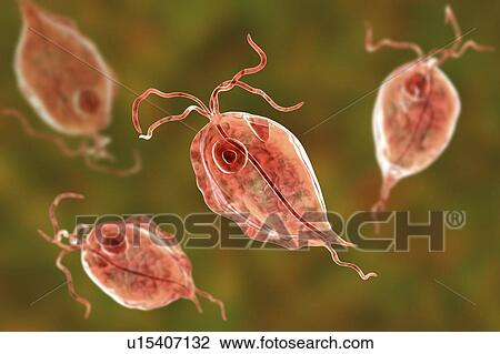 Pentatrichomonas intestinal parasite, illustration View Large Photo Image Stock Image - Pentatrichomonas intestinal parasite, illustration. Fotosearch