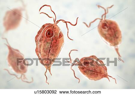 Stock Image - Pentatrichomonas intestinal parasite, illustration. Fotosearch