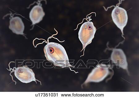 Pentatrichomonas intestinal parasite, illustration View Large Photo Image Stock Image - Pentatrichomonas intestinal parasite, illustration. Fotosearch