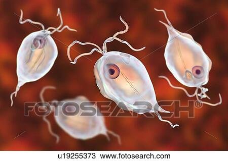 Stock Image - Pentatrichomonas intestinal parasite, illustration. Fotosearch