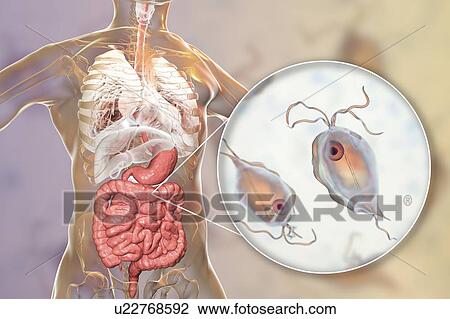 Stock Image - Pentatrichomonas intestinal parasite, illustration. Fotosearch
