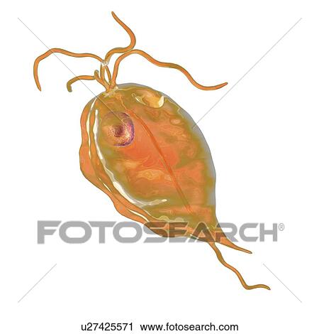 Stock Image - Pentatrichomonas intestinal parasite, illustration. Fotosearch