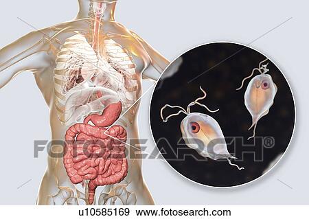 Stock Photo - Pentatrichomonas intestinal parasite, illustration. Fotosearch