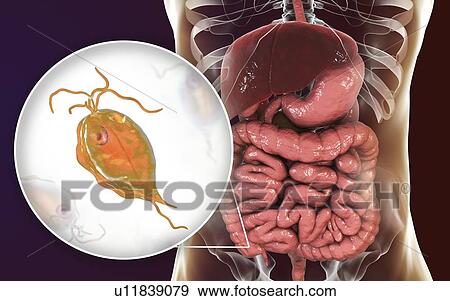Stock Photo - Pentatrichomonas intestinal parasite, illustration. Fotosearch