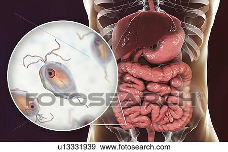 Pentatrichomonas intestinal parasite, illustration View Large Photo Image Stock Photo - Pentatrichomonas intestinal parasite, illustration. Fotosearch