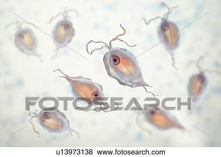 Stock Photo - Pentatrichomonas intestinal parasite, illustration. Fotosearch