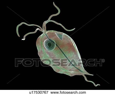 Stock Photo - Pentatrichomonas intestinal parasite, illustration. Fotosearch