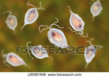 Stock Photo - Pentatrichomonas intestinal parasite, illustration. Fotosearch