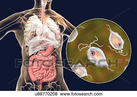 Stock Photo - Pentatrichomonas intestinal parasite, illustration. Fotosearch