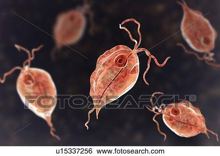 Stock Photograph - Pentatrichomonas intestinal parasite, illustration. Fotosearch