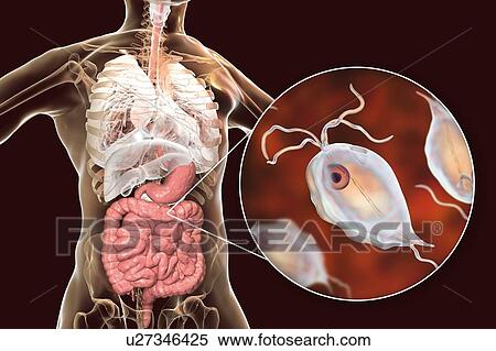 Stock Photography - Pentatrichomonas intestinal parasite, illustration. Fotosearch
