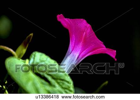Petunia flower View Large Photo Image Stock Photo - Petunia flower. Fotosearch
