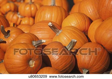 Pile of pumpkins View Large Photo Image Stock Photo - Pile of pumpkins. Fotosearch
