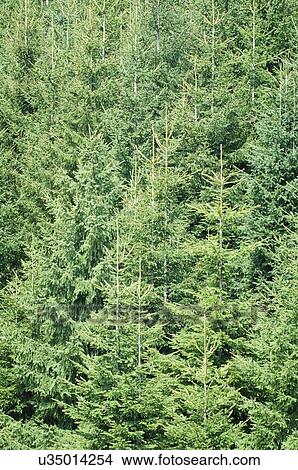 Pine forest View Large Photo Image Picture - Pine forest. Fotosearch
