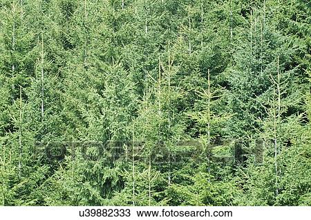 Stock Image - Pine forest. Fotosearch