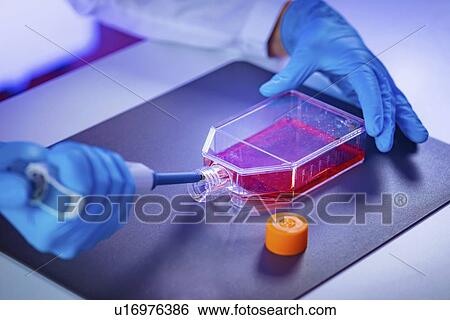 Stock Photograph - Pipetting sample. Fotosearch