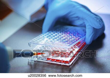 Pipetting sample View Large Photo Image Stock Photograph - Pipetting sample. Fotosearch