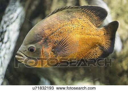 Stock Image - Piraya Piranha. Fotosearch