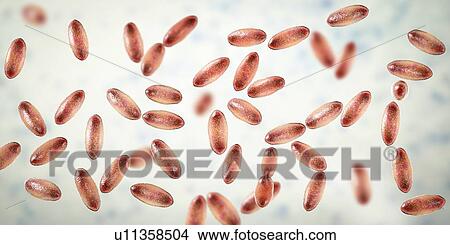 Picture - Plague bacteria Yersinia pestis, illustration. Fotosearch