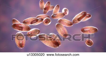 Plague bacteria Yersinia pestis, illustration View Large Photo Image Stock Image - Plague bacteria Yersinia pestis, illustration. Fotosearch
