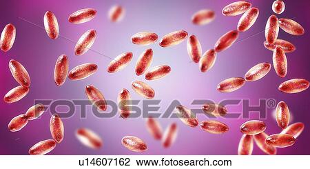 Stock Image - Plague bacteria Yersinia pestis, illustration. Fotosearch