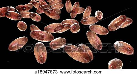 Stock Image - Plague bacteria Yersinia pestis, illustration. Fotosearch