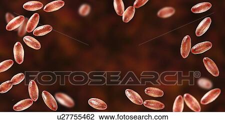 Stock Image - Plague bacteria Yersinia pestis, illustration. Fotosearch