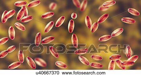 Plague bacteria Yersinia pestis, illustration View Large Photo Image Stock Image - Plague bacteria Yersinia pestis, illustration. Fotosearch