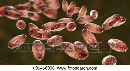 Stock Photo - Plague bacteria Yersinia pestis, illustration. Fotosearch