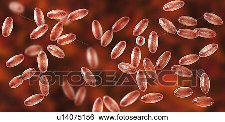 Stock Photograph - Plague bacteria Yersinia pestis, illustration. Fotosearch