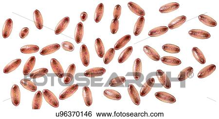 Stock Photograph - Plague bacteria Yersinia pestis, illustration. Fotosearch