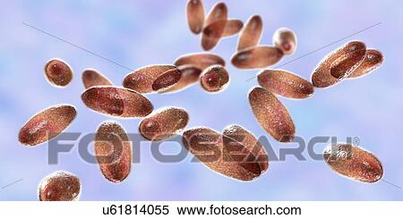 Stock Photography - Plague bacteria Yersinia pestis, illustration. Fotosearch