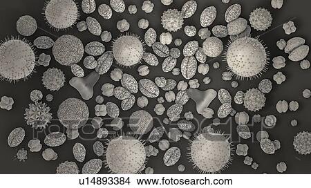 Pollen grains, illustration View Large Photo Image Picture - Pollen grains, illustration. Fotosearch