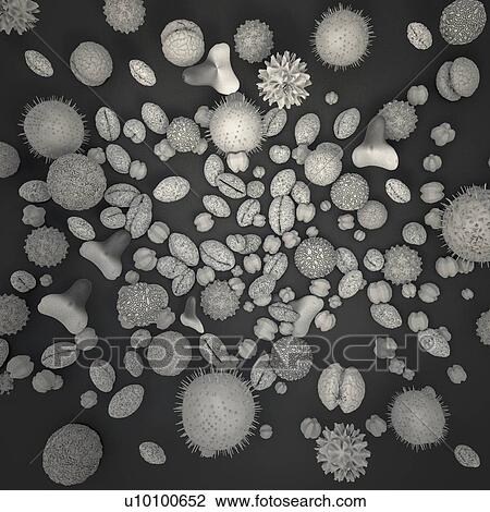 Stock Image - Pollen grains, illustration. Fotosearch