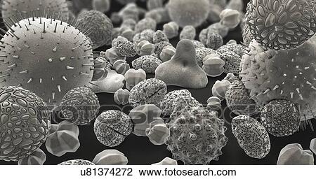 Stock Image - Pollen grains, illustration. Fotosearch