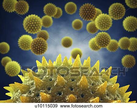 Stock Photo - Pollen grains, illustration. Fotosearch