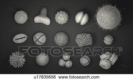 Stock Photograph - Pollen grains, illustration. Fotosearch