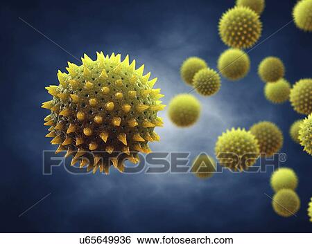Pollen grains, illustration View Large Photo Image Stock Photograph - Pollen grains, illustration. Fotosearch