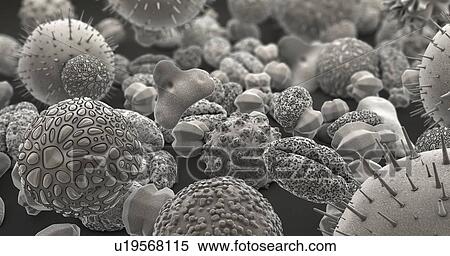Stock Photography - Pollen grains, illustration. Fotosearch