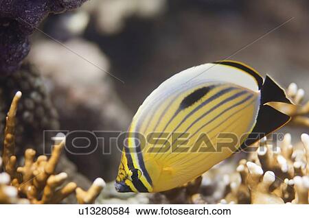 Polyp butterflyfish View Large Photo Image Picture - Polyp butterflyfish. Fotosearch
