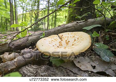 Stock Image - Polyporus tuberaster mushroom. Fotosearch