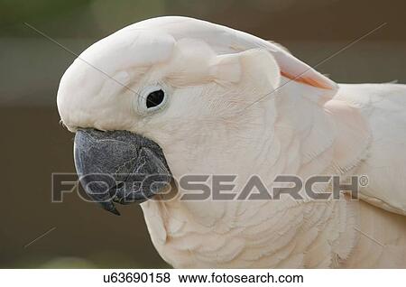Portrait of a cockatoo parrot View Large Photo Image Stock Photo - Portrait of a cockatoo parrot. Fotosearch